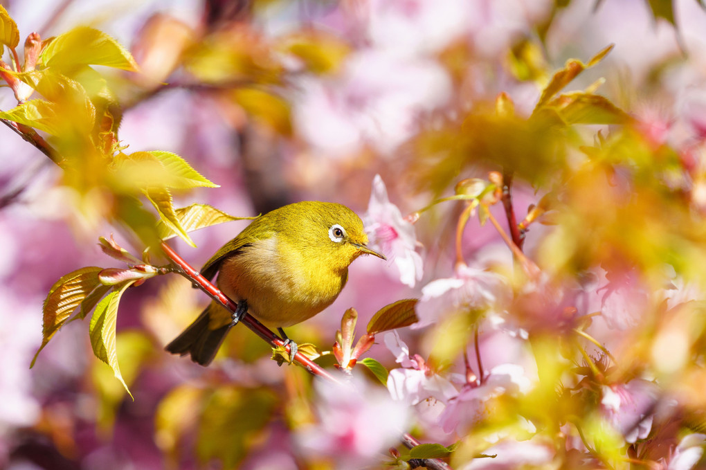 初春・光・彩　～河津桜の花と蜜を満喫したメジロ君達を撮り描き残す～