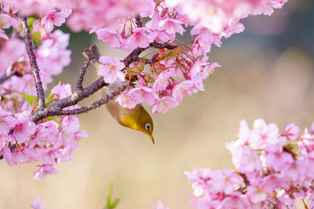 初春・光・彩　～河津桜の花と蜜を満喫したメジロ君達を撮り描き残す～