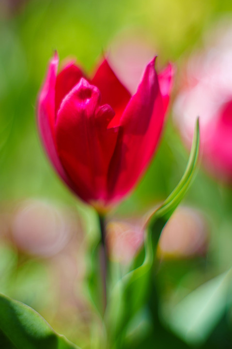 ～The best time＆place for tulip～ 　（日々是好日）