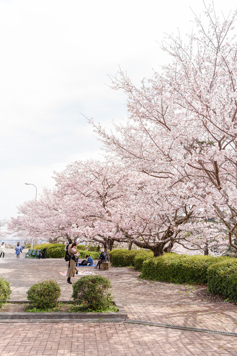 近隣の桜景色