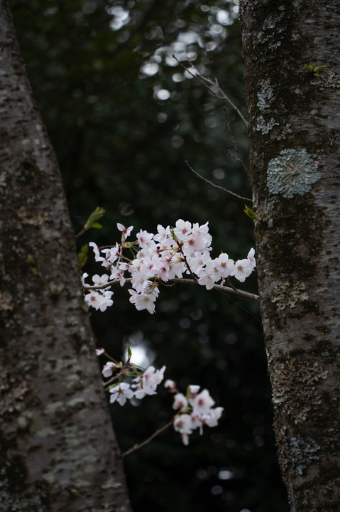 近隣の桜景色