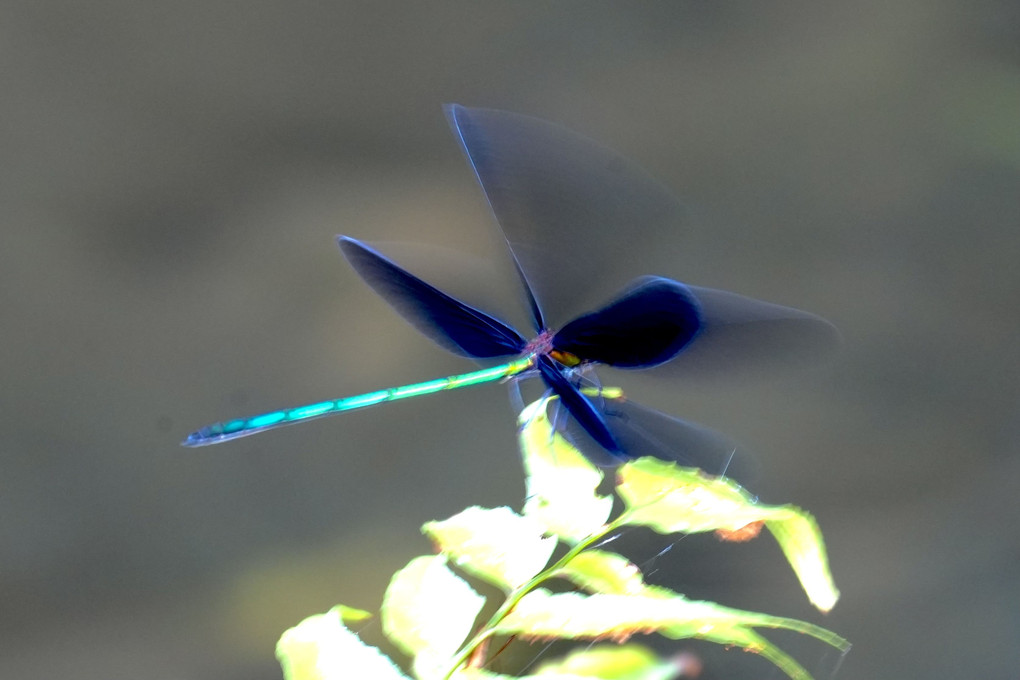 神様の使い　羽黒蜻蛉　美しい