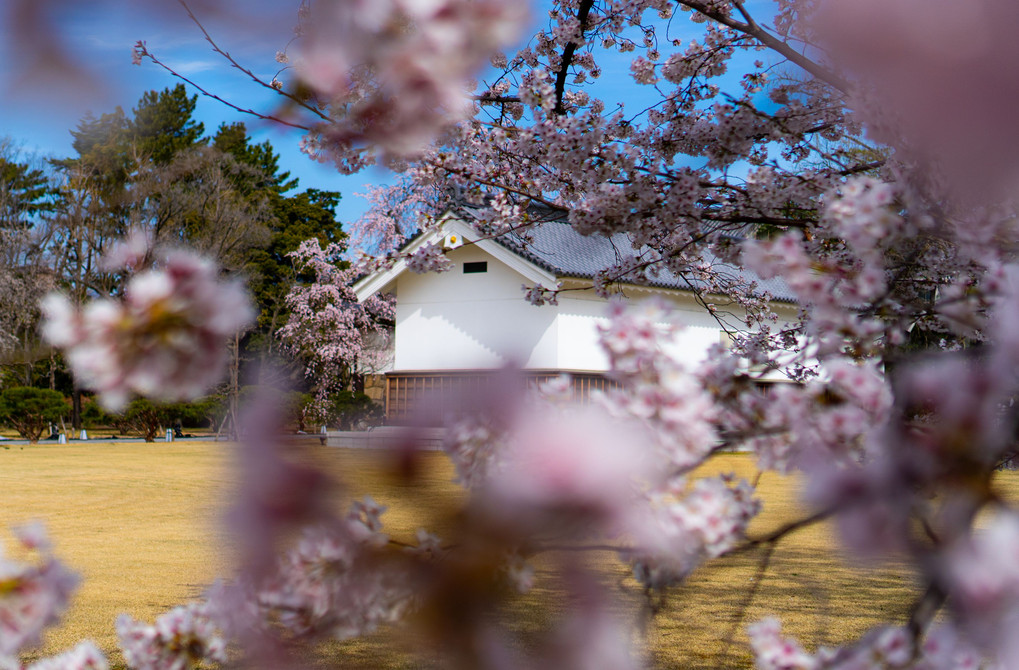 二条城の桜