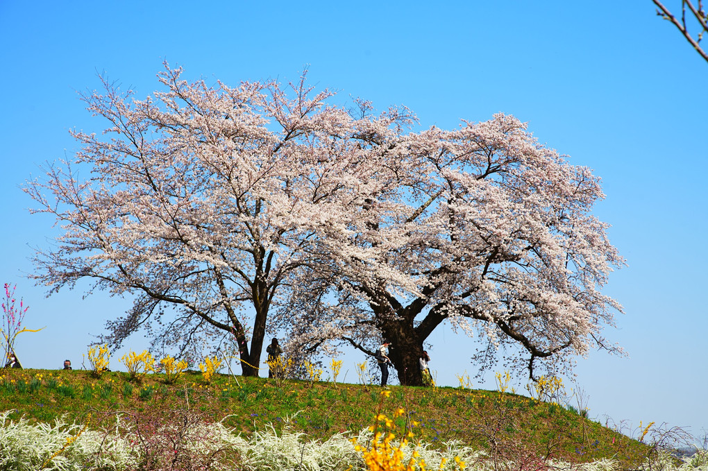 白石川千桜公園、丘（堤防）の上の桜