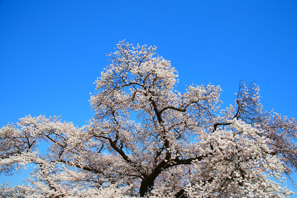 青空に映える桜