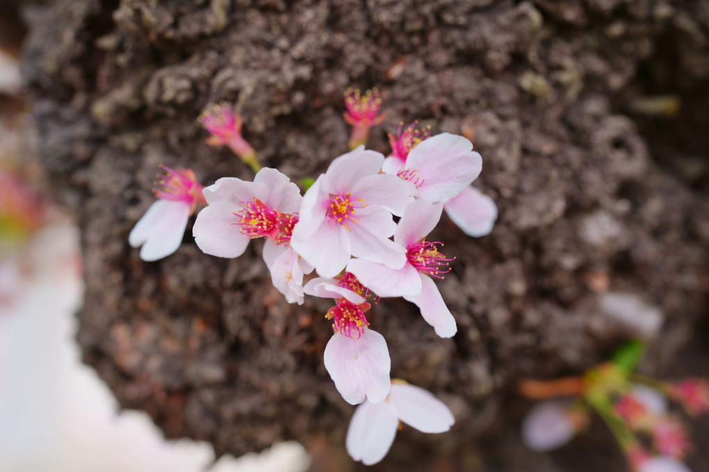 散り掛けの桜