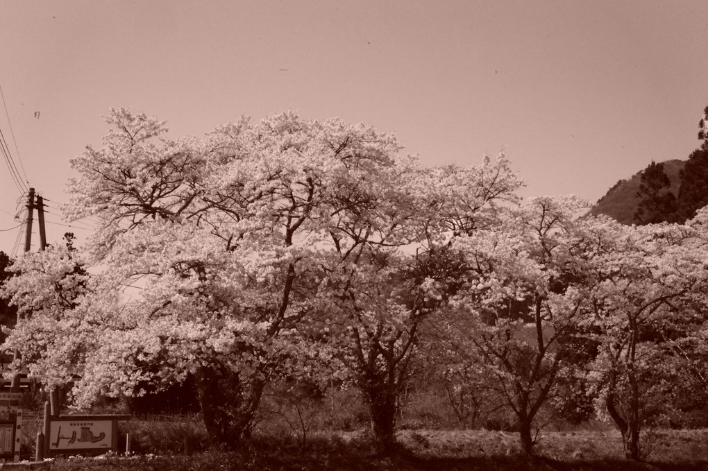 信楽寺跡の桜