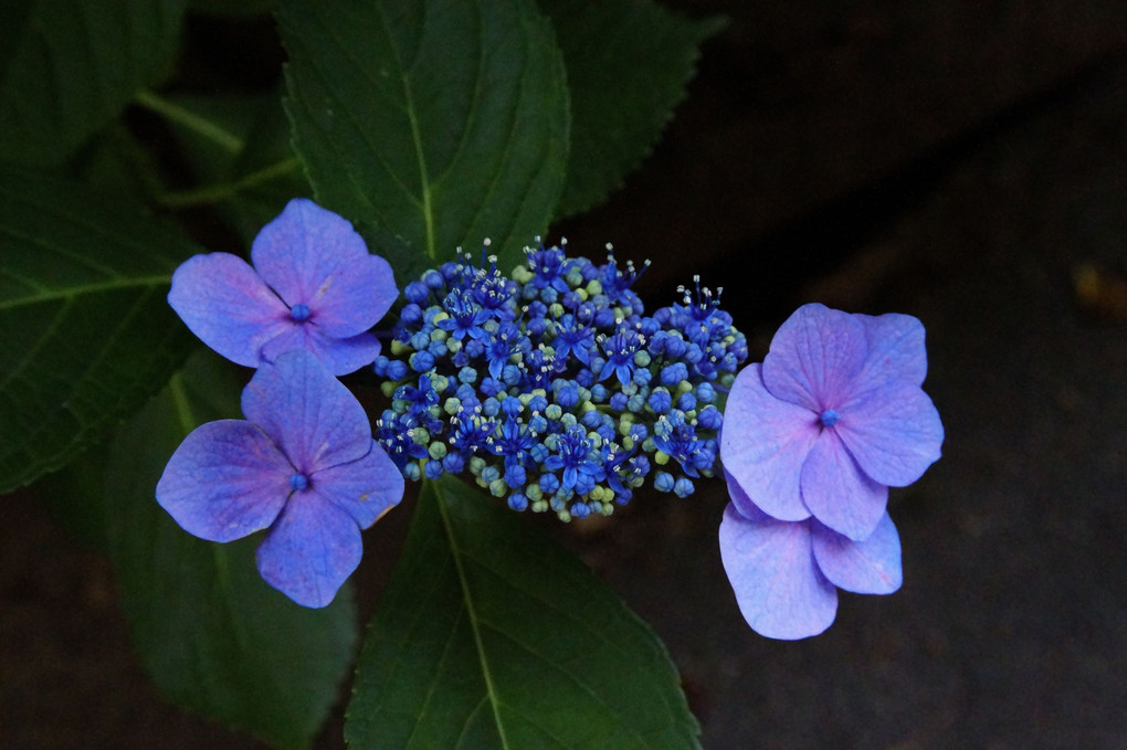 資福禅寺の紫陽花