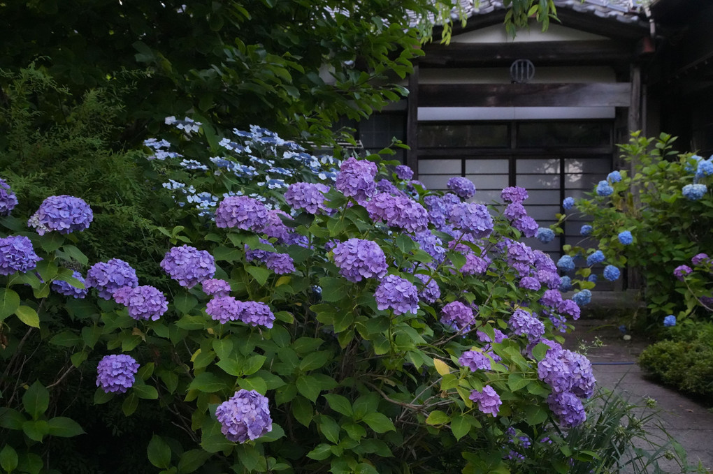 資福禅寺の紫陽花