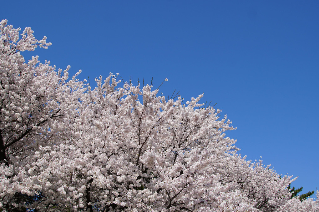 鶴岡公園満開の桜