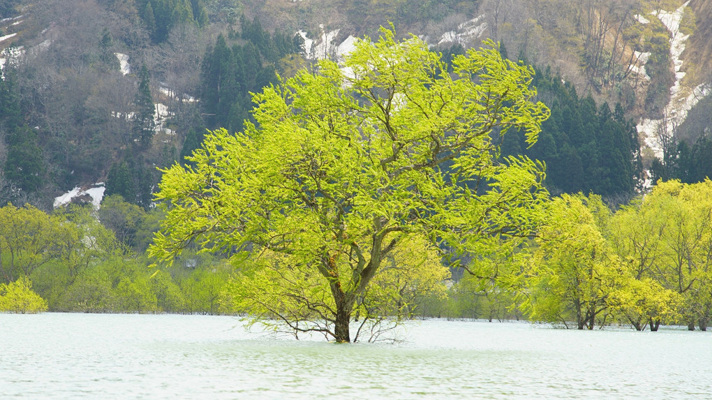 白川湖の水没林