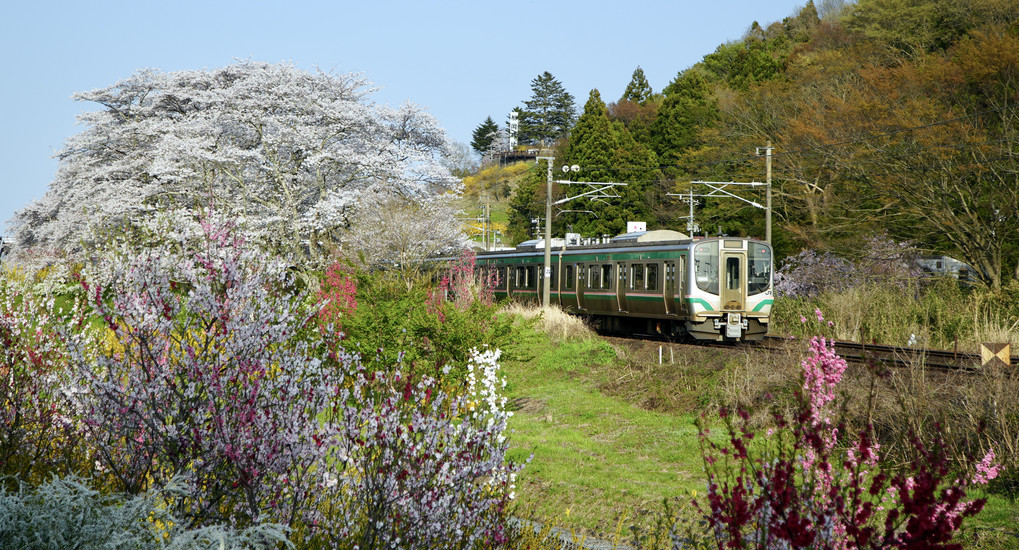 桜と鉄道
