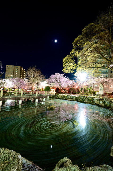 月と桜とぐるぐる池