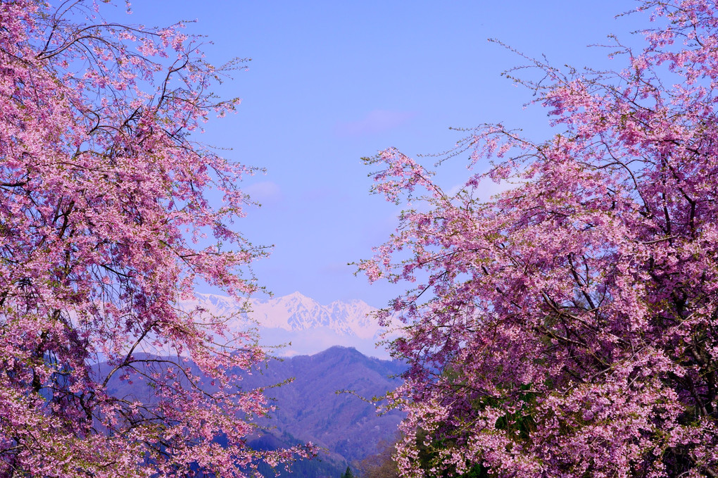 小川村の桜を