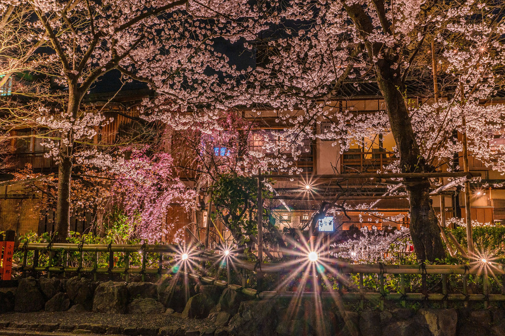 京都祇園白川の夜桜