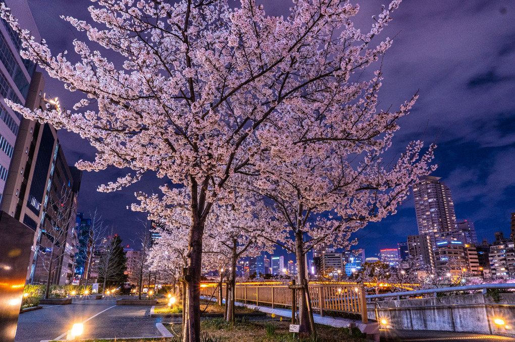 大阪天満橋の夜桜