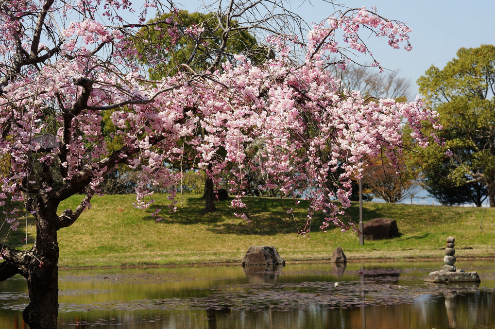 人口池と桜