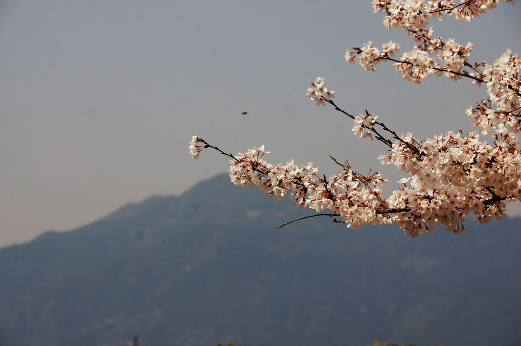 人口池と桜