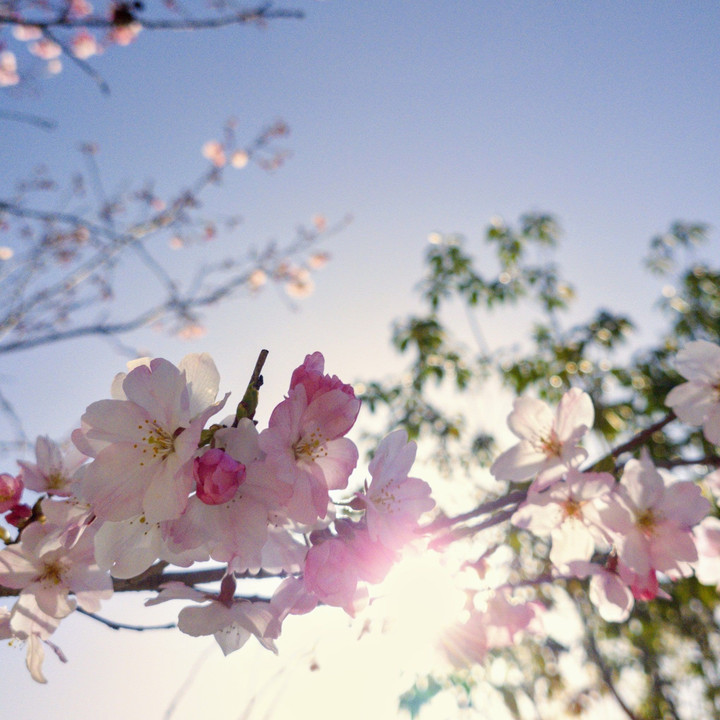 桜へ