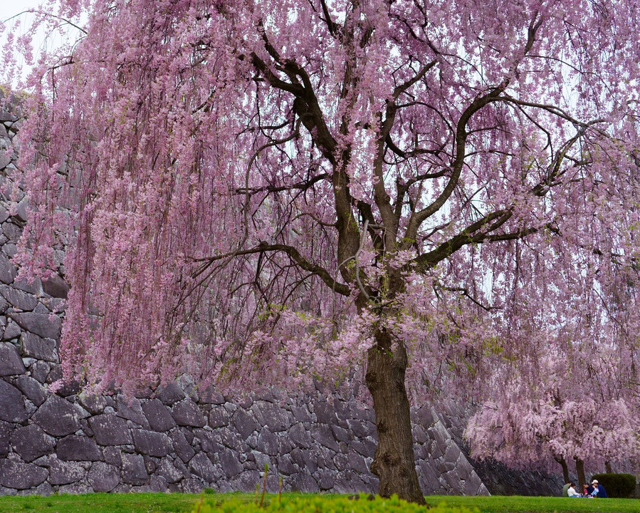 花　桜　華