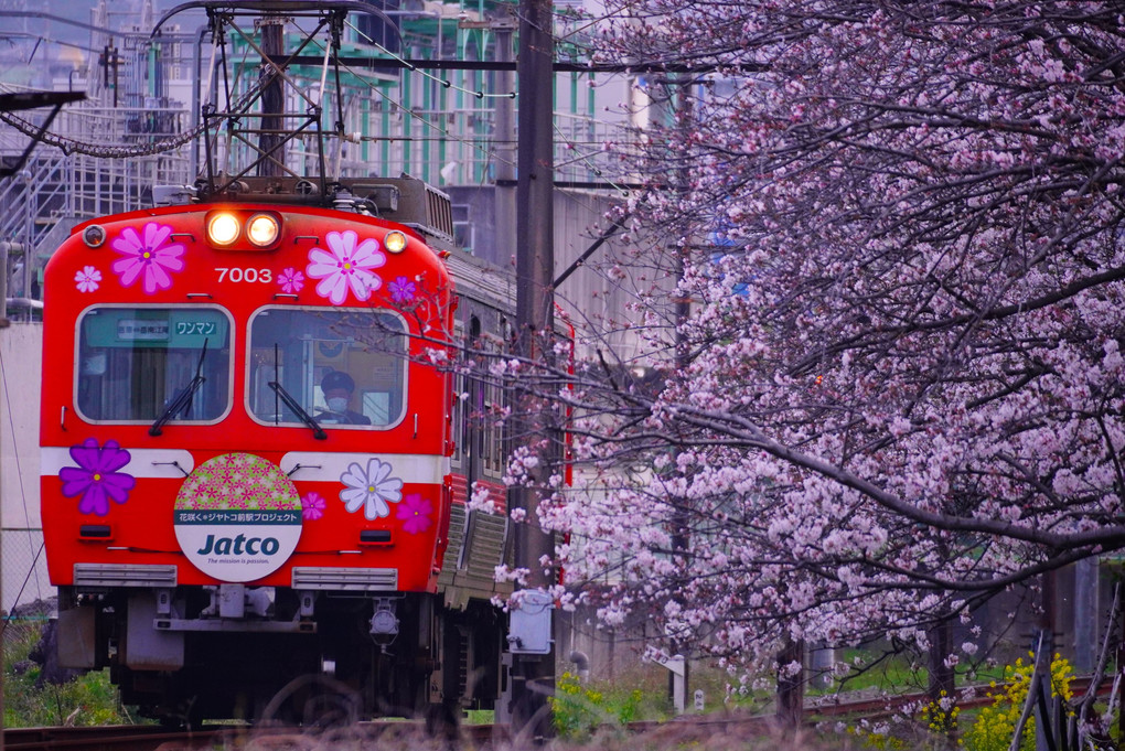 岳南電車と桜