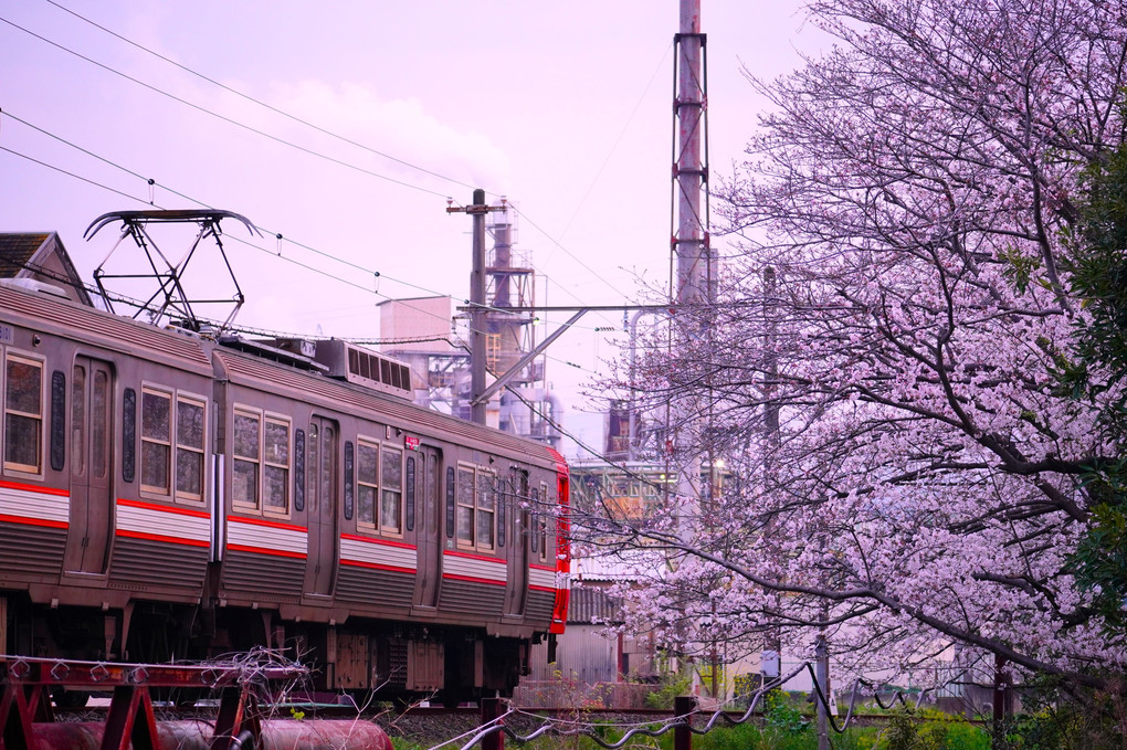 岳南電車と桜