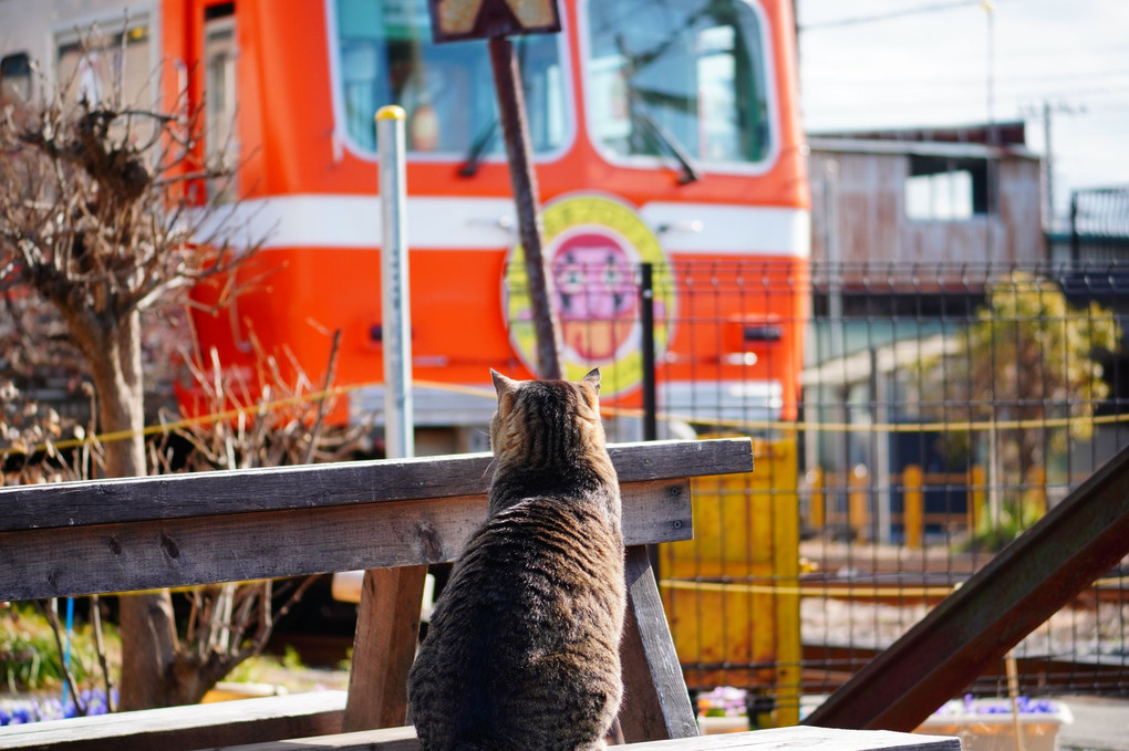 猫と電車