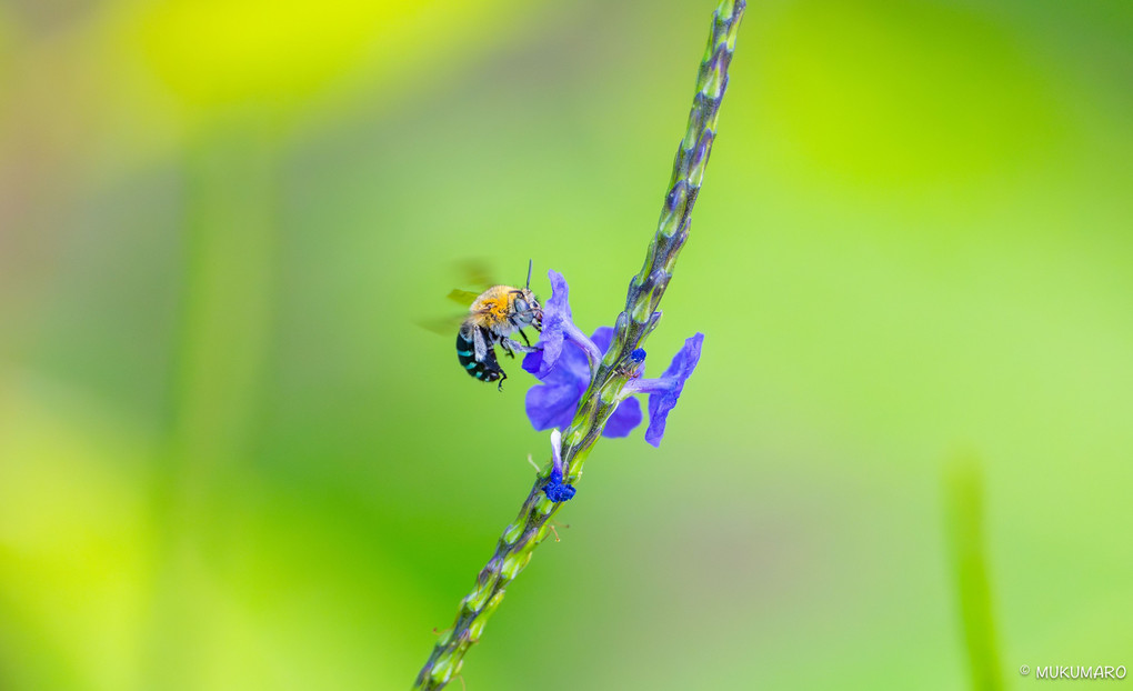 青いハチ。