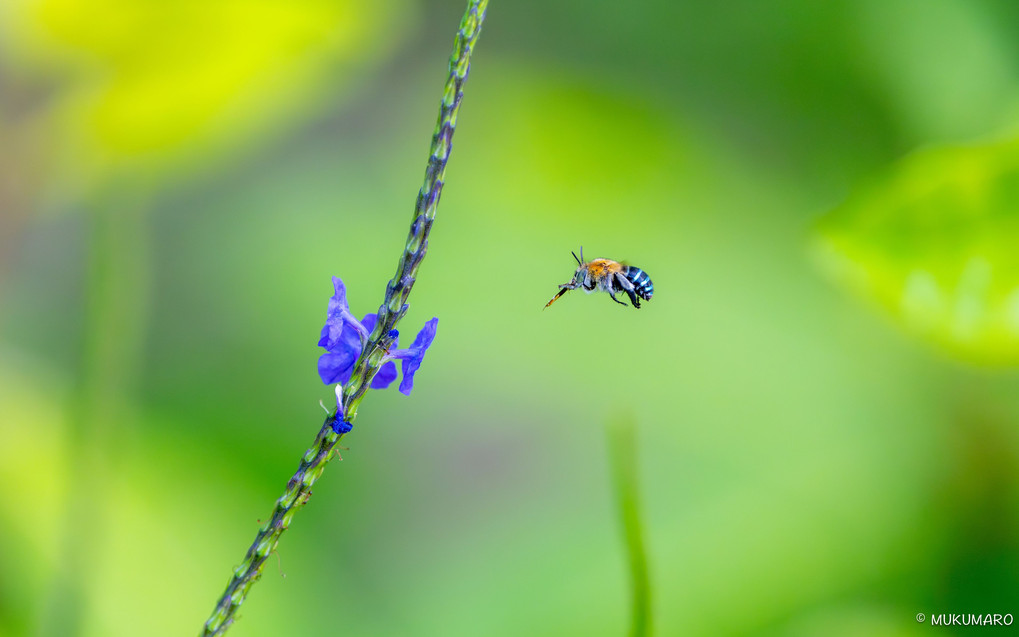 青いハチ。