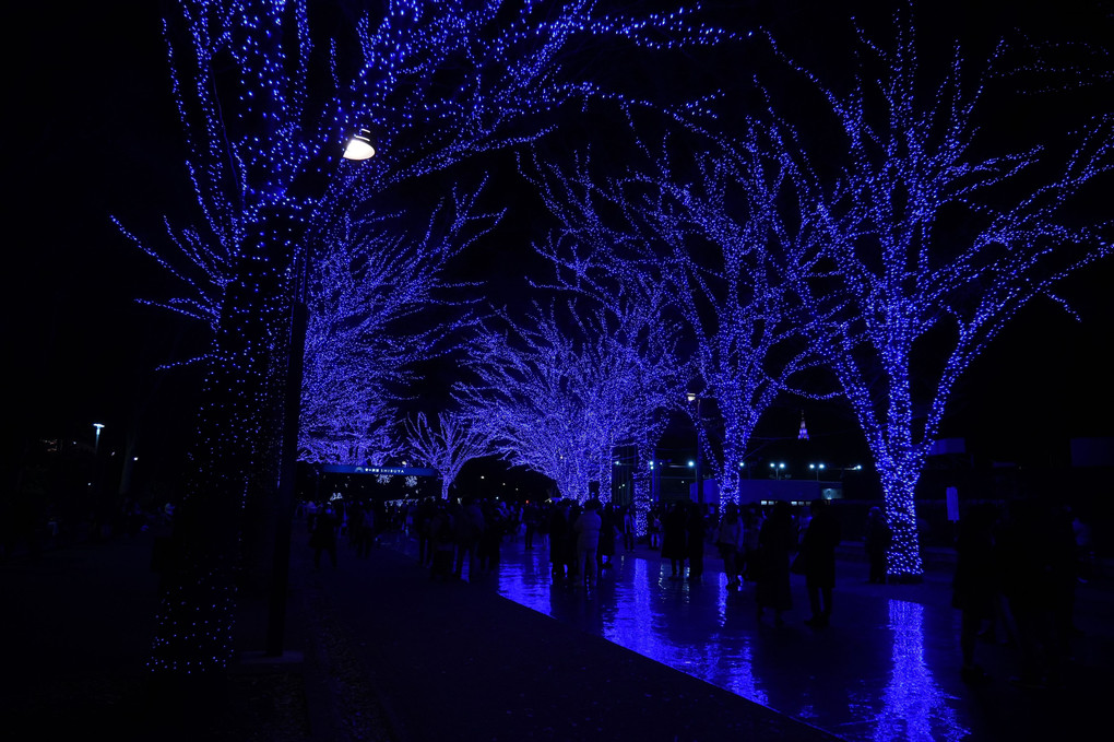 青の洞窟渋谷 2022