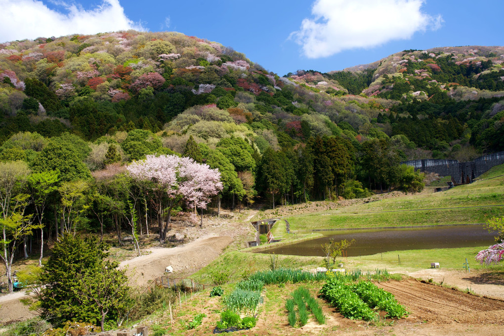 山桜のパッチワーク