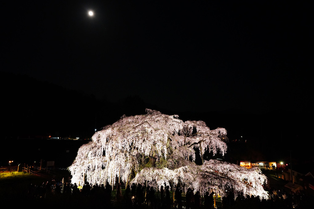 滝桜ライトアップ2022