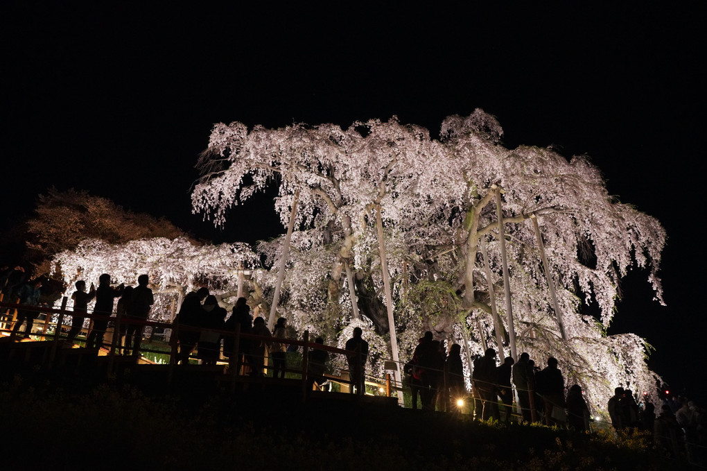 滝桜ライトアップ2022
