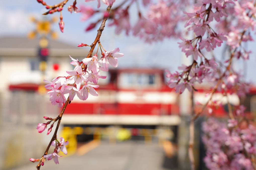 桜の花越しに見る福島臨海鉄道