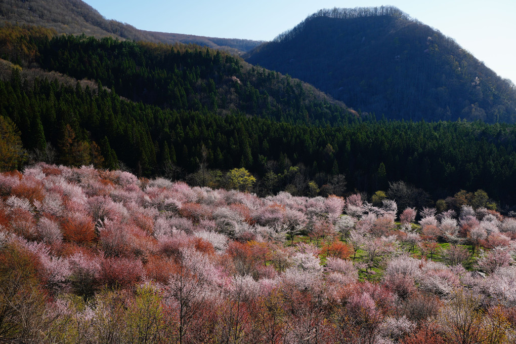 桜峠のパッチワーク
