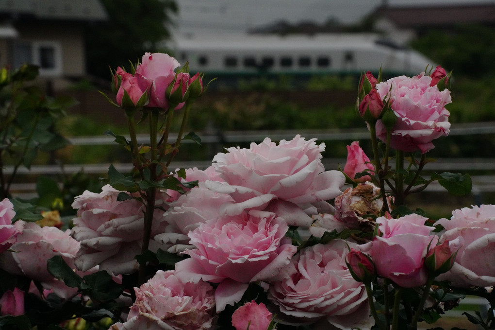 Behind The Roses