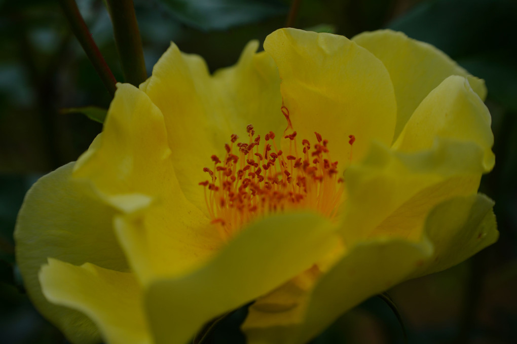 梨園の薔薇