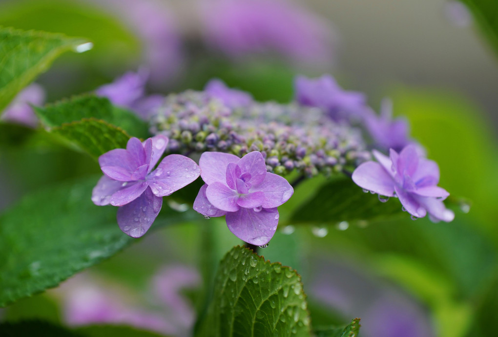 柔らかな雨「紫陽花」