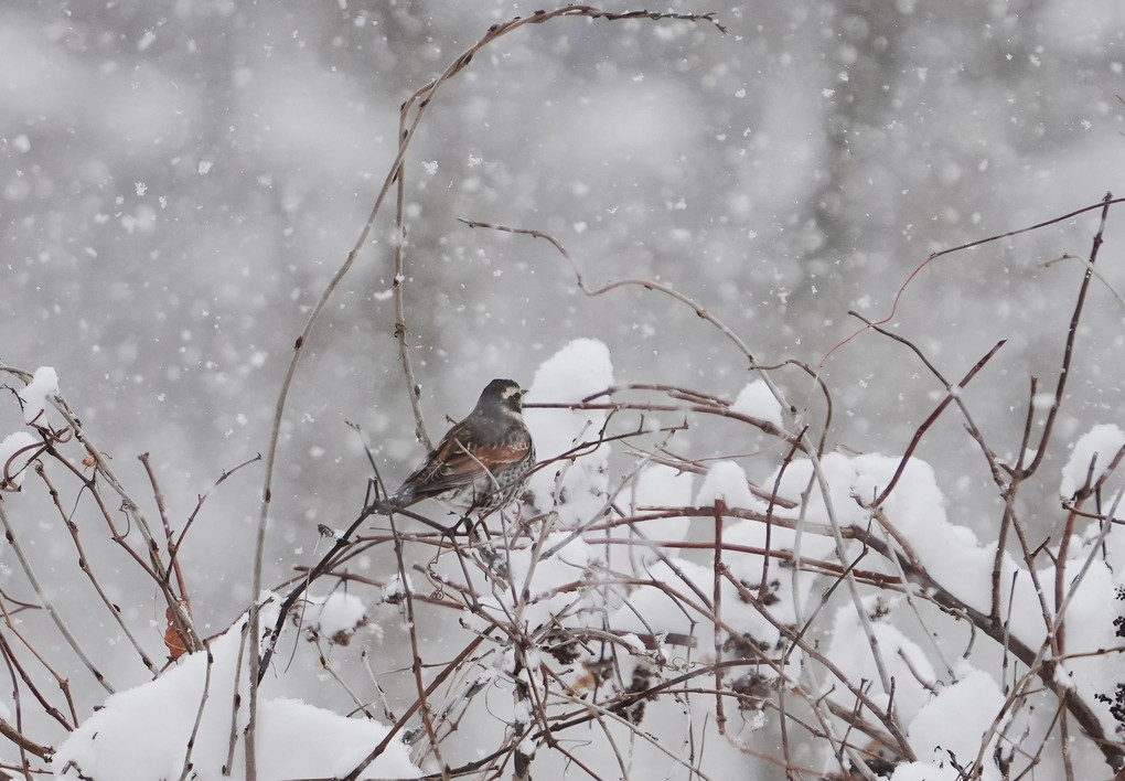 雪中の飛び出し「ツグミ」