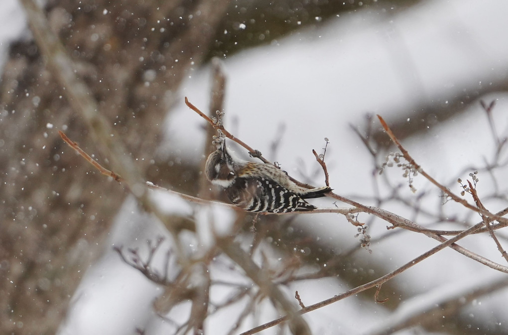 雪中の野鳥たち