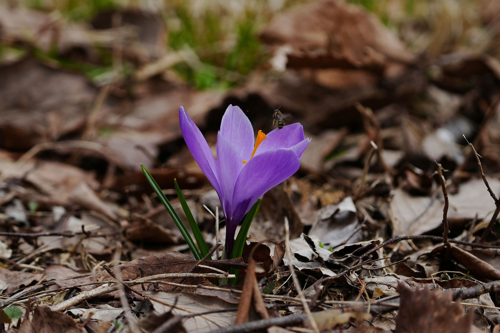 高原の春「芽吹き」