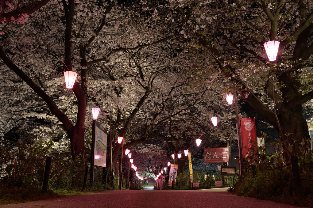 権現堂桜堤の夜桜