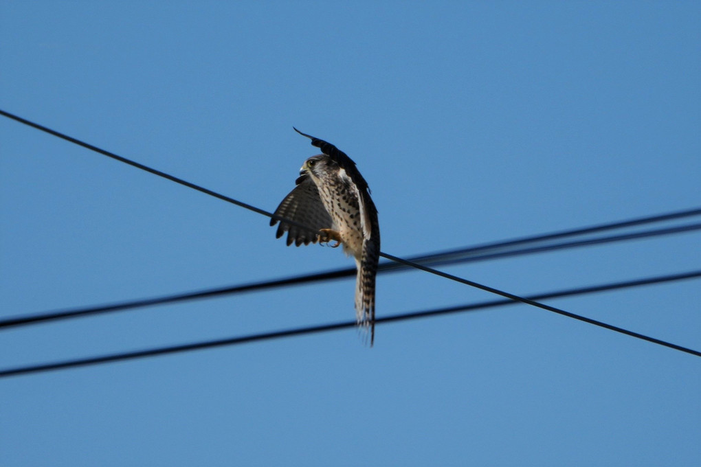 チョウゲンボウ　Falco tinnunculus Linnaeus