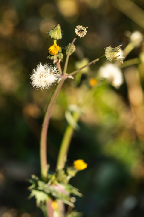 冬の植物