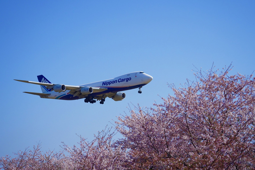 桜も見納め