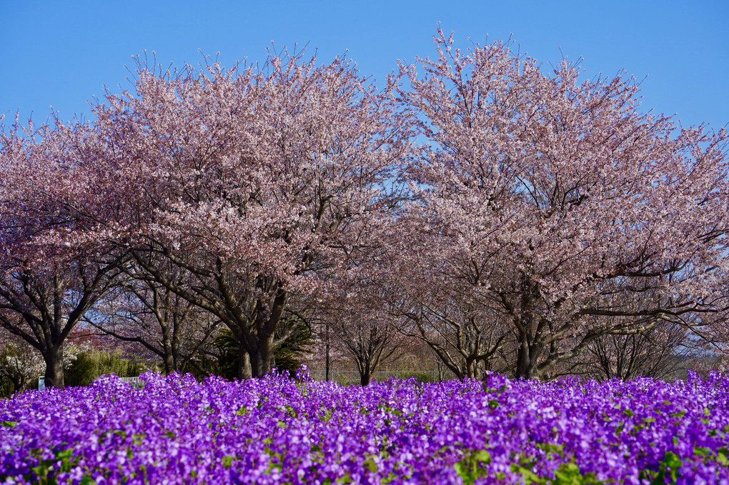 桜も見納め