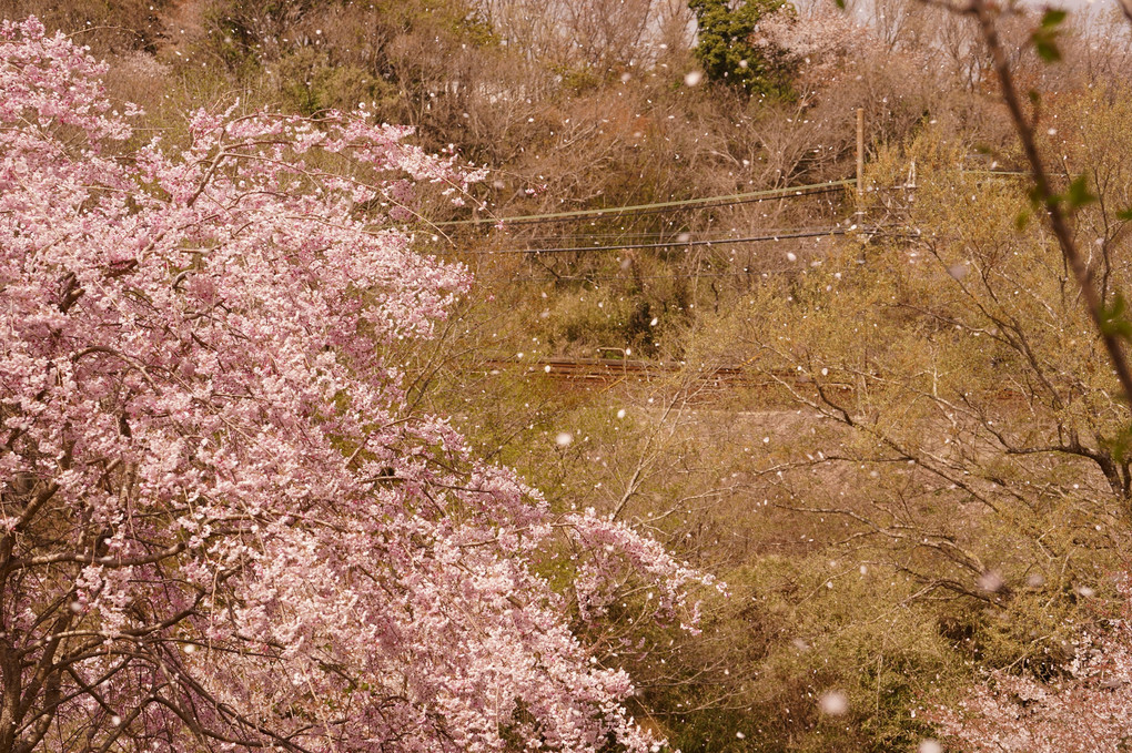 桜も見納め