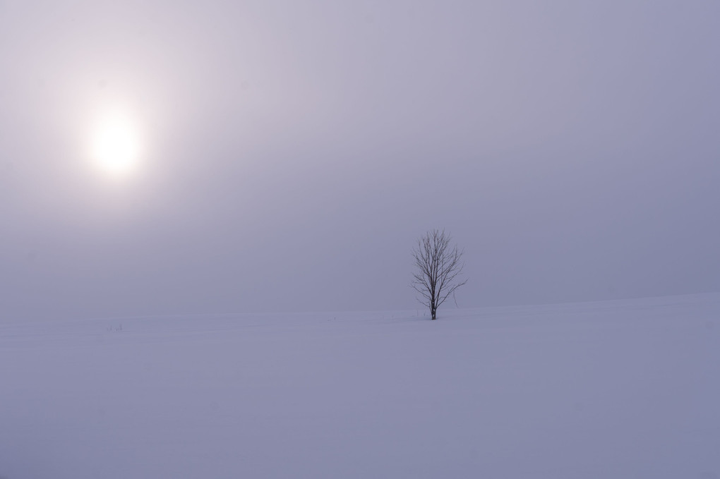 雪原の樹