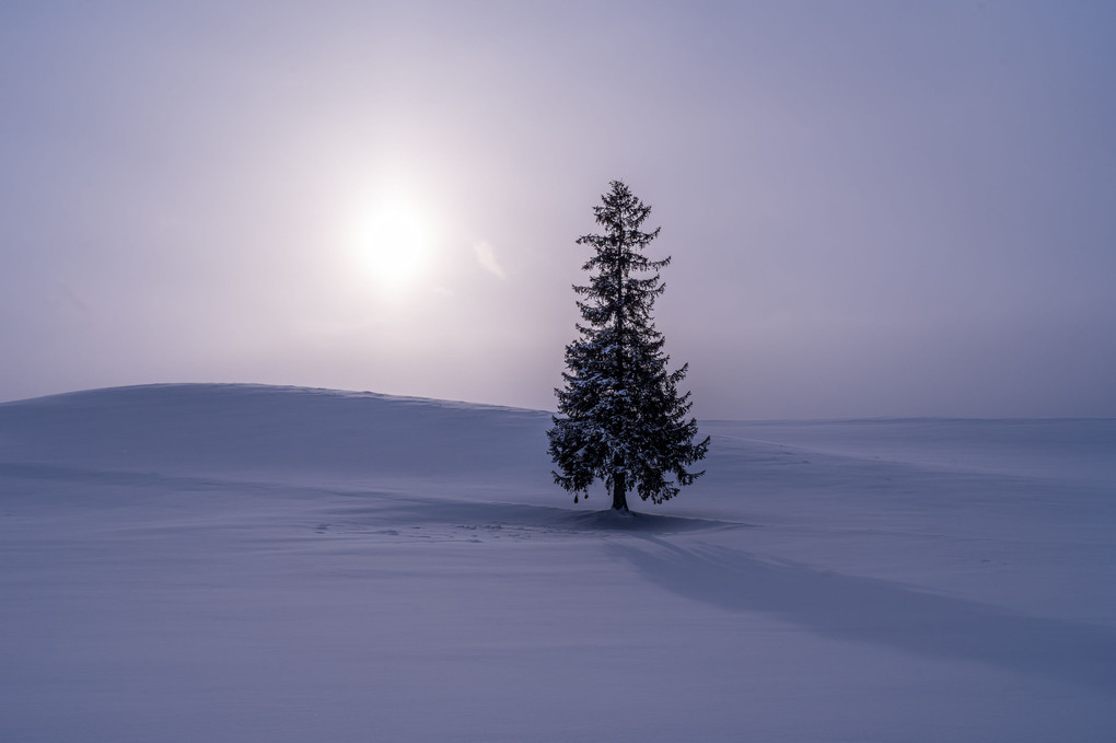 雪原の樹