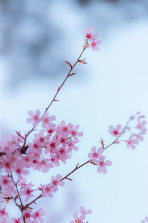 桜咲図